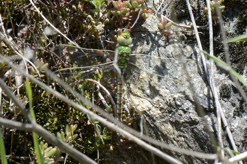 Anax imperator