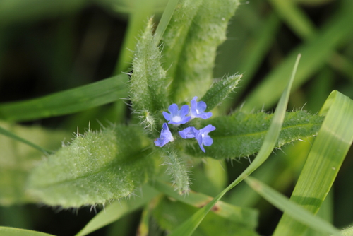 Anchusa arvensis