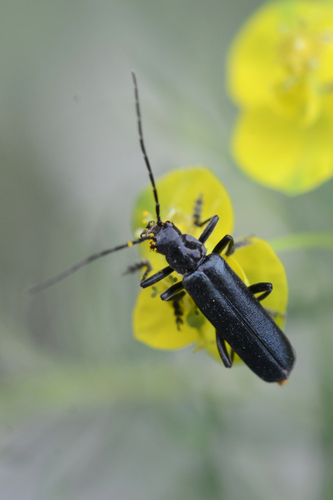 Ancistronycha abdominalis