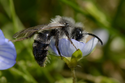 Andrena