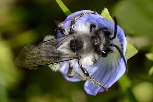 Andrena