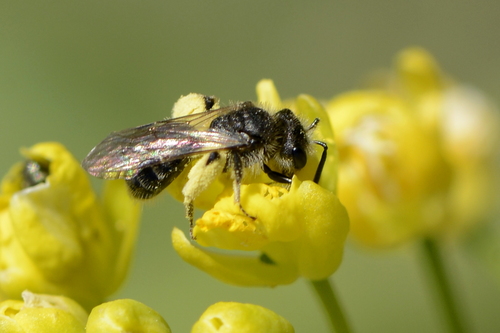 Andrena
