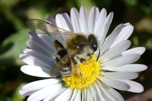 Andrena