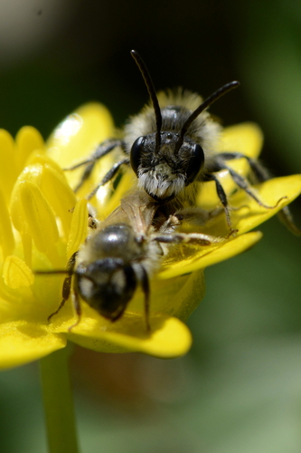 Andrena ventralis