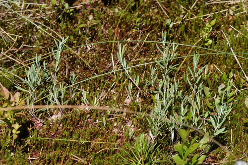 Andromeda polifolia