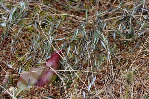 Andromeda polifolia