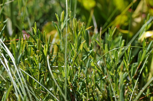 Andromeda polifolia