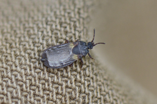 Aneurus avenius