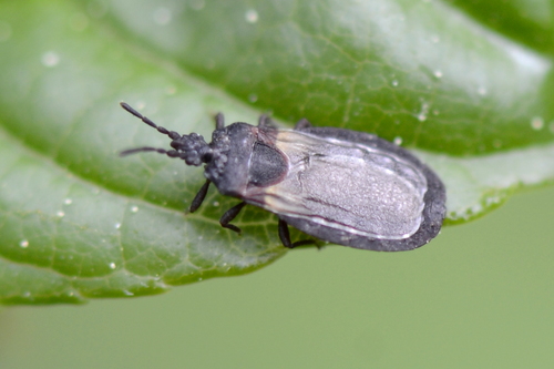 Aneurus