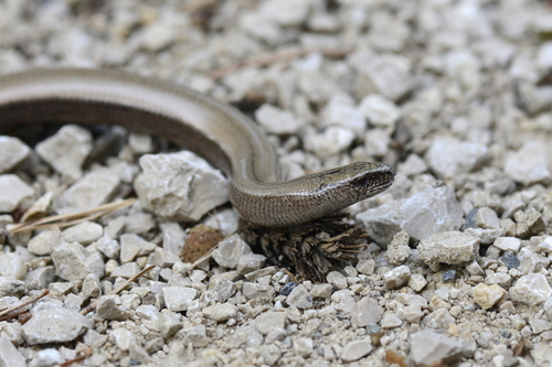 Anguis fragilis Anguis fragilis