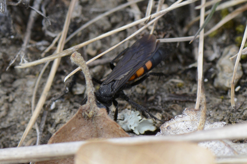 Anoplius viaticus