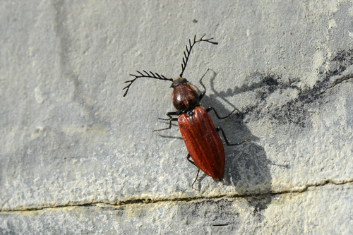 Anostirus purpureus