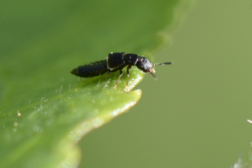 Anotylus