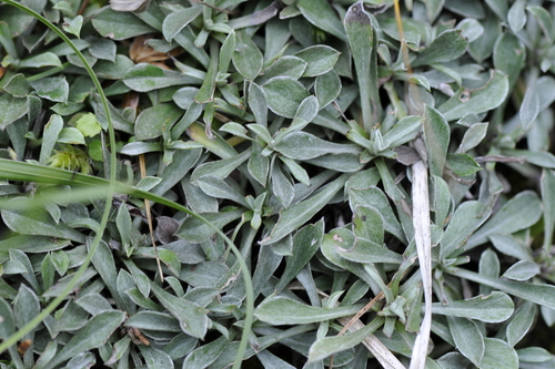 Antennaria dioica