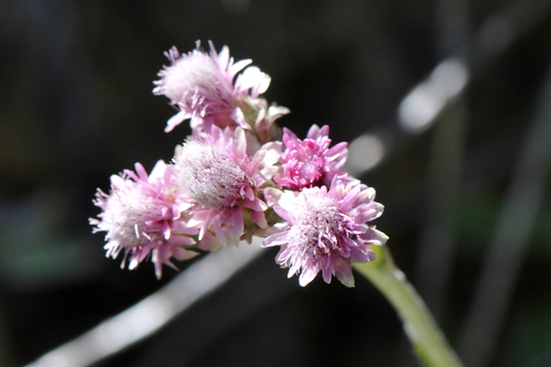 Antennaria dioica