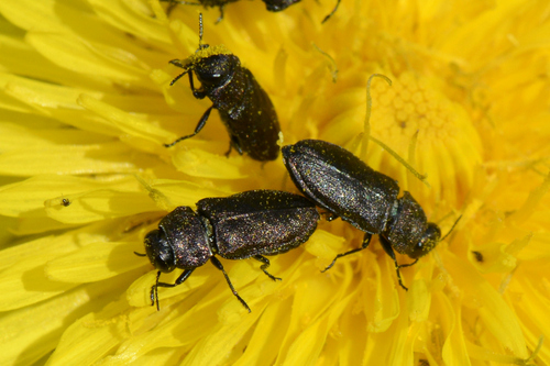 Anthaxia helvetica