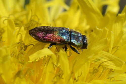 Anthaxia salicis