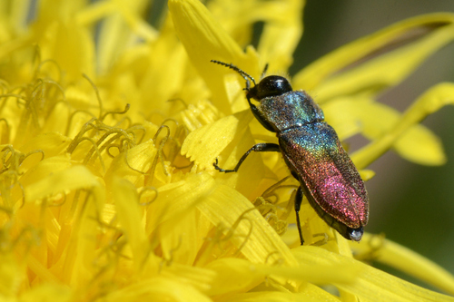 Anthaxia salicis