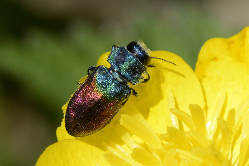 Anthaxia salicis