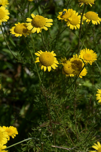 Anthemis tinctoria
