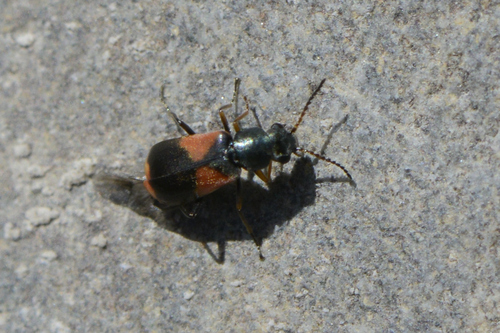 Anthocomus equestris