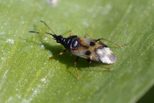 Anthocoris nemorum