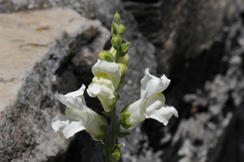 Antirrhinum majus