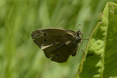 Aphantopus hyperantus