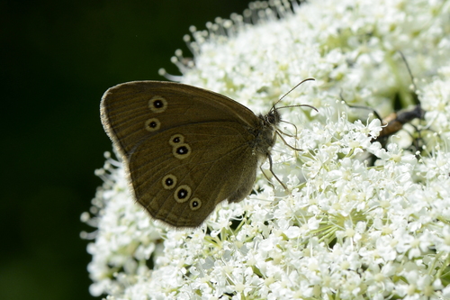 Aphantopus hyperantus