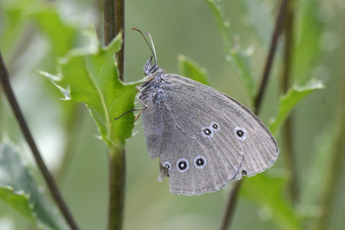 Aphantopus hyperantus