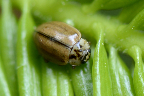 Aphidecta obliterata