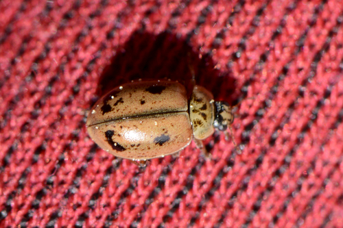 Aphidecta obliterata