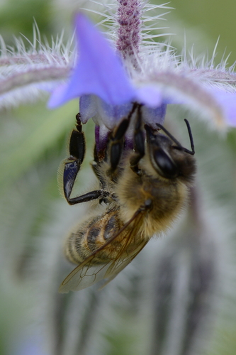 Apis mellifera