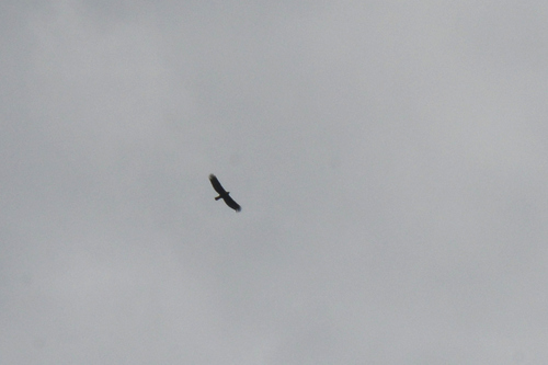 Aquila chrysaetos