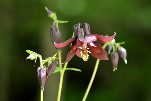Aquilegia atrata
