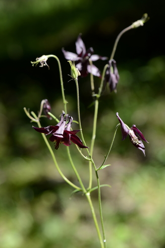 Aquilegia atrata