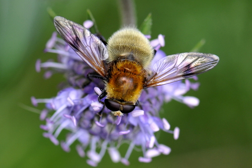 Arctophila superbiens