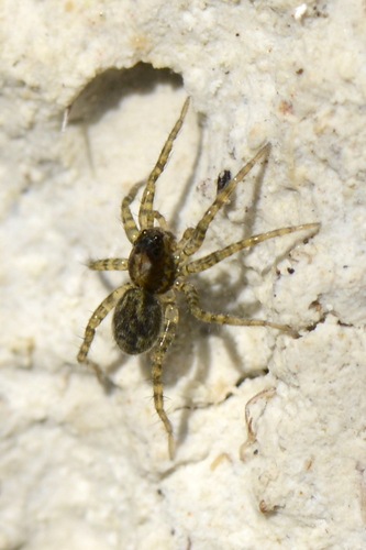 Arctosa