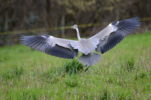 Ardea cinerea