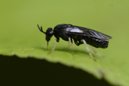 Argidae