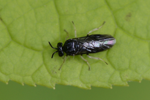 Argidae
