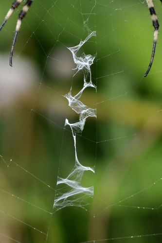 Argiope bruennichi