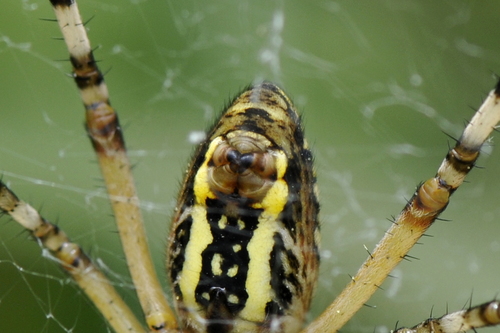 Argiope bruennichi