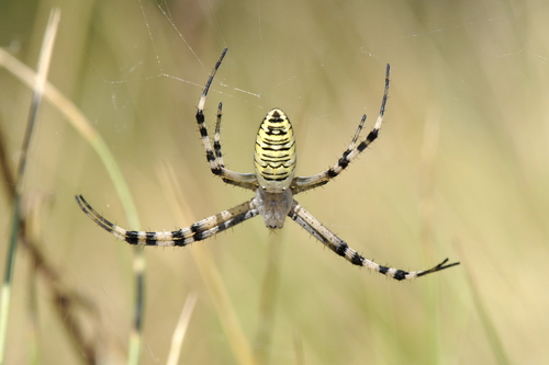 Argiope bruennichi