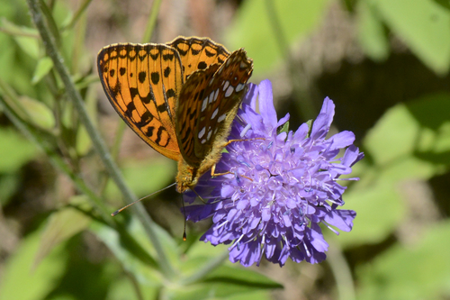 Argynnis adippe