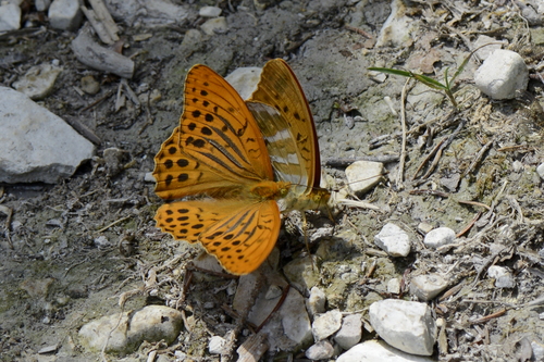 Argynnis paphia