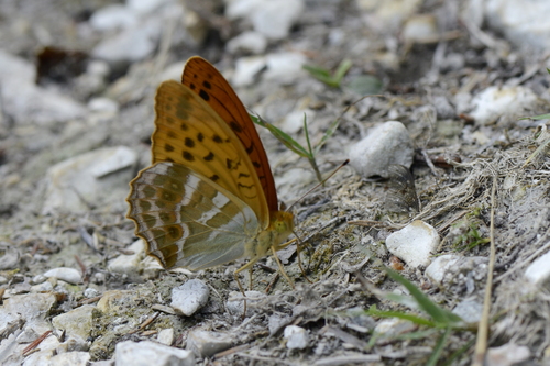 Argynnis paphia