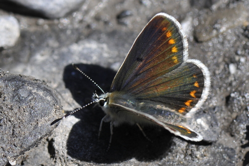 Aricia agestis
