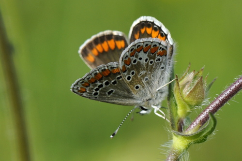Aricia agestis
