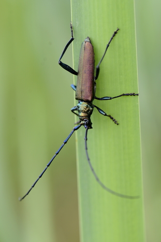 Aromia moschata